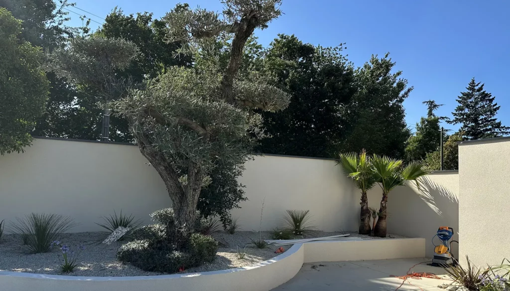Olivier en jardinière contre un muret enduit