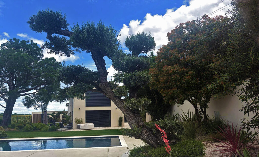 La piscine et la maison derrière un pin taillé